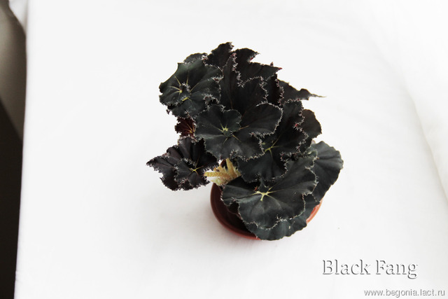 B. ‘Black Fang’